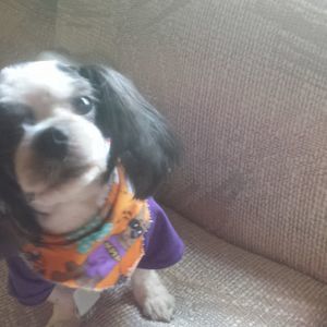 Meet your Posher, Carmen